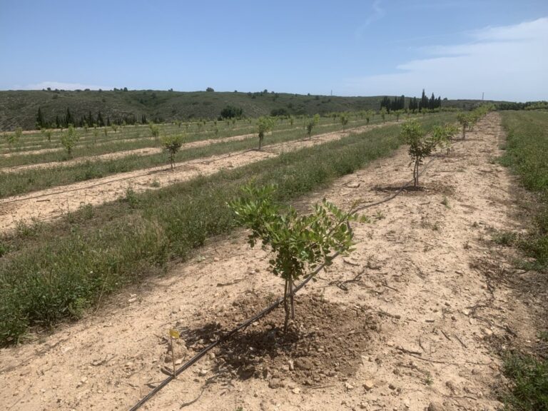 Plantación algarrobo 2