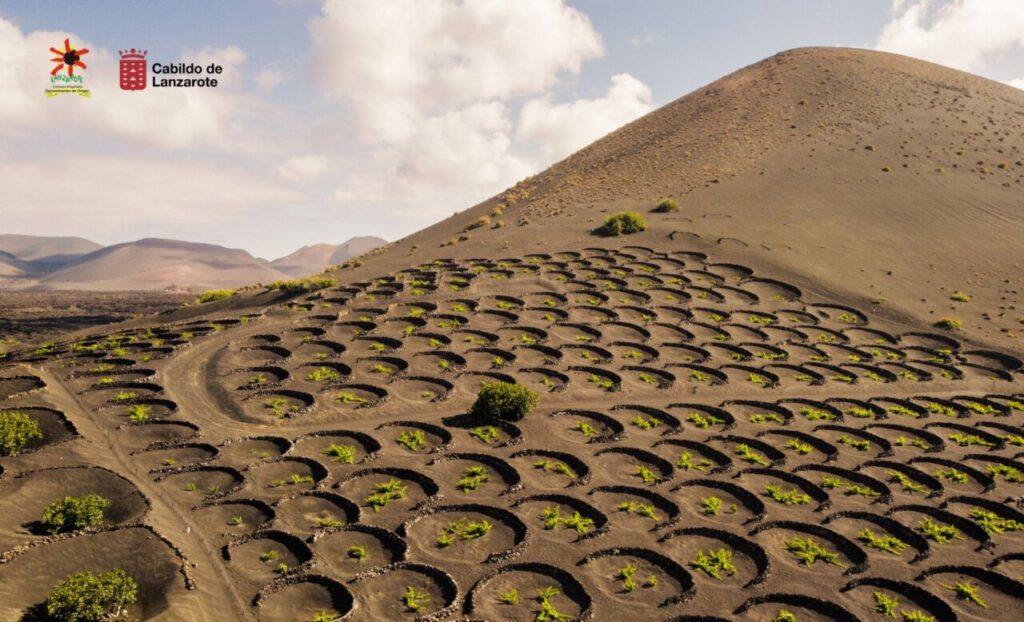 Viñedos de Lanzarote en hoyos sobre ceniza volcánica