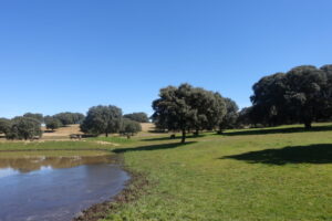 Finca 1 (FILEminimizer)