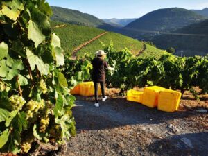 Finca Armontes Godeval vendimia 24 (FILEminimizer)