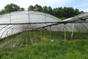 Euskadi 051 (FILEminimizer)