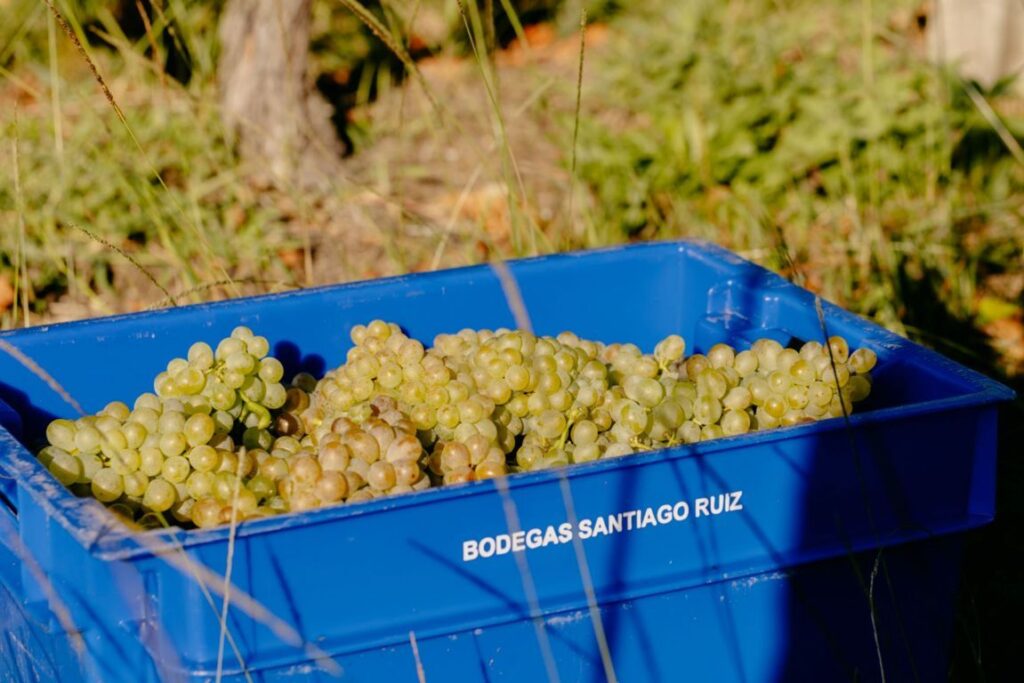 Santiago Ruiz vendimia 4 baja (FILEminimizer)