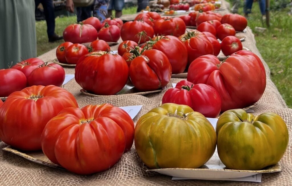 Tomates Huerto Esvida