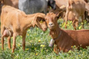 Agammasur-160 (FILEminimizer)