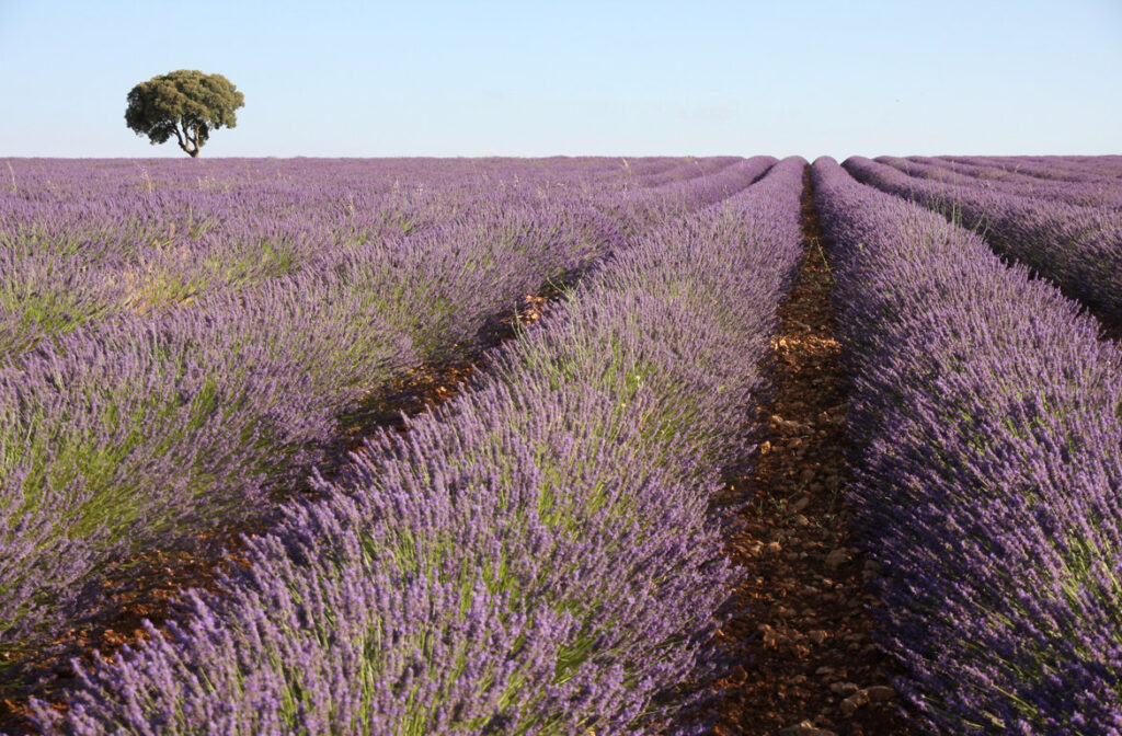 Campo de lavanda. La Alcarria (FILEminimizer)