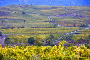 thumbnail BIERZO ENOTURISMO. Viñedo en otono