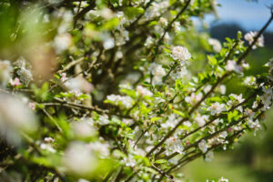 BODEGAS VALVERAN 059 YMHR2024 (FILEminimizer)