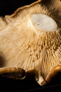 DJC7688 08112010 setas (FILEminimizer)