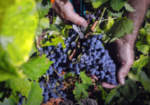 Foto 1 Vendimia de garnacha (FILEminimizer)