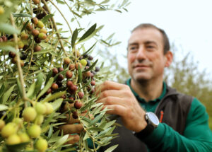 Foto 2 olivos de empeltre (FILEminimizer)