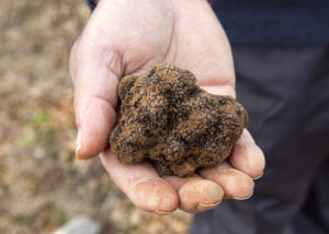 Foto 3 trufa (FILEminimizer)