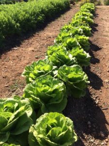 LLETUGUES ES FANGAR (FILEminimizer)