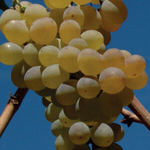 RB web-galeria-treixadura (FILEminimizer)