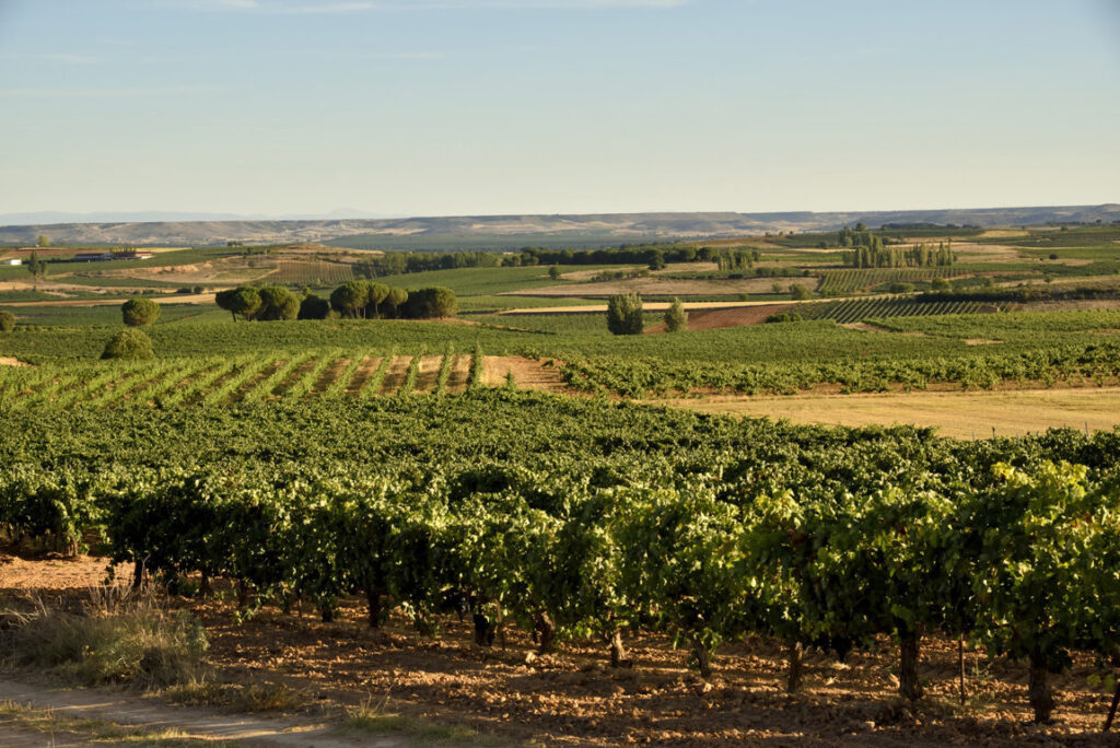 Viñedos Lopez