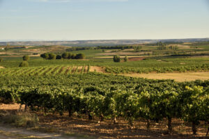 Viñedos Lopez