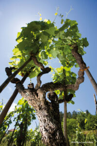 ribeiro-galeria-01 (FILEminimizer)