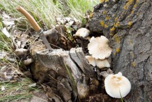 setas-2 (FILEminimizer)