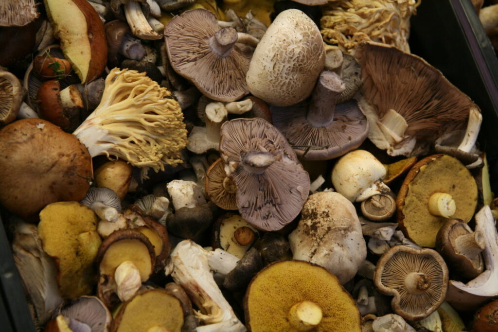 setas (FILEminimizer)