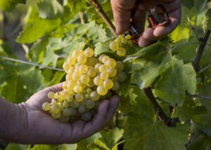 Juvé & Camps - Vendimia Manual (4) (FILEminimizer)