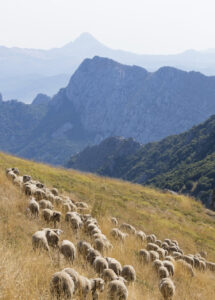 Puerto de las Pintas (Salamón) -JoseBarea12 (FILEminimizer)