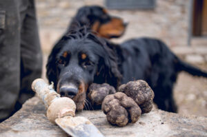 TUBER-CON-PERROS-2048x1359 (FILEminimizer) TUBER-CON-PERROS-2048x1359 (FILEminimizer)