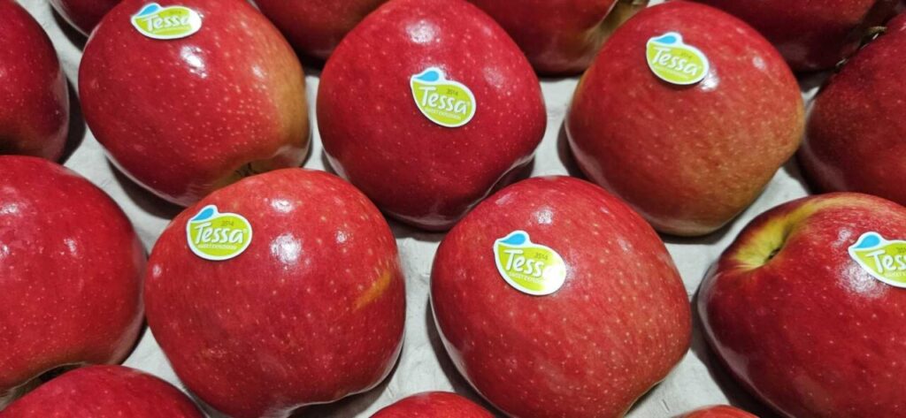 24Fructícola tessa 4 (FILEminimizer)