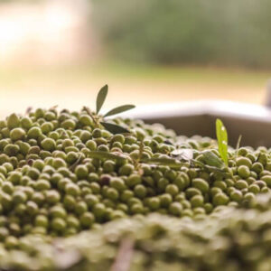 Associació Oli de Menorca 2