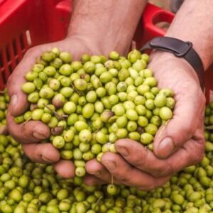 Associació Oli de Menorca