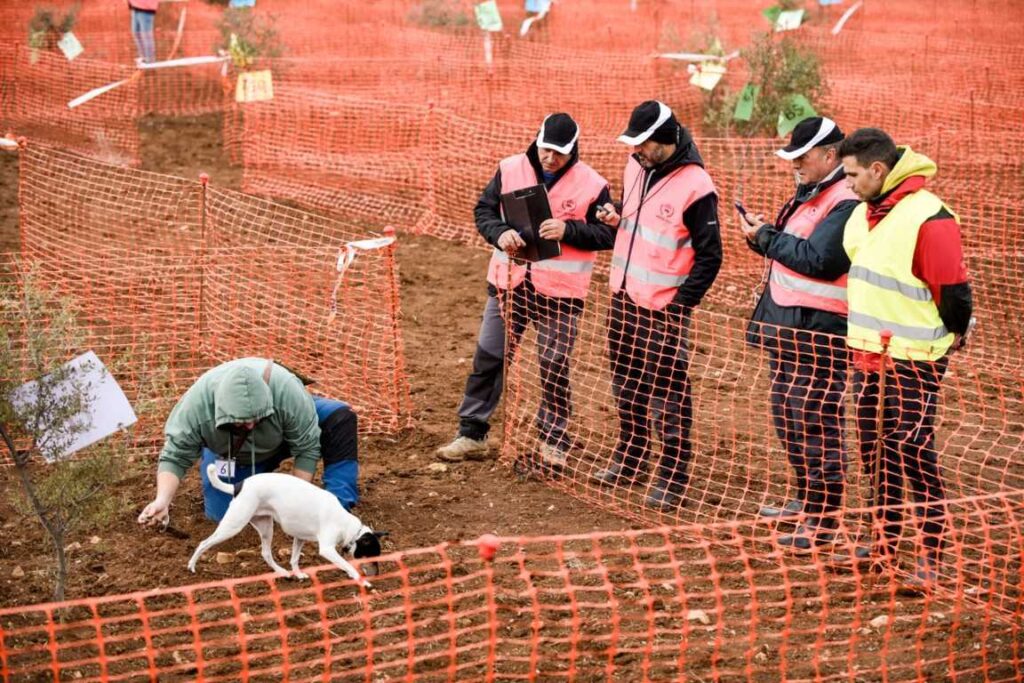 ConcursoCazaPerros ComarcaCampoDaroca (FILEminimizer)