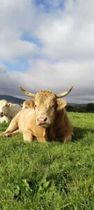 PHOTO-2024-11-04-19-55-29 (1) (FILEminimizer)