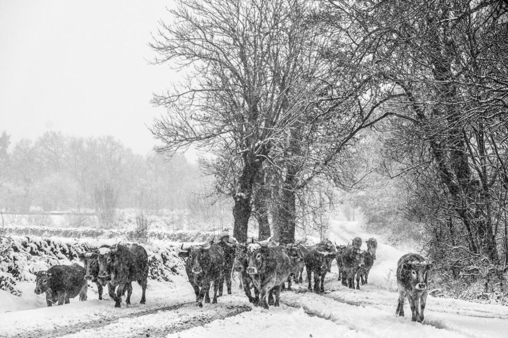 PRIMER PUESTO ganaderia industria carnica y medio rural-9403-el regreso (FILEminimizer)