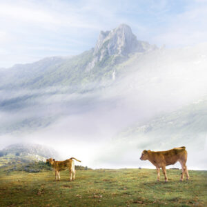 SEGUNDO PUESTO ganaderia industria carnica y medio rural-9555-terneros de montana (FILEminimizer)