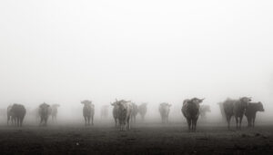 TERCER PUESTO ganaderia industria carnica y medio rural-10093-entre niebla i (FILEminimizer)