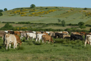 TERNERA DE ALISTE 1 (FILEminimizer)