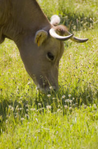 TERNERA DE ALISTE 2 (FILEminimizer)