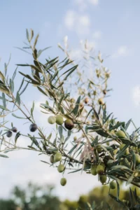 Web Morvedra Web Morvedra