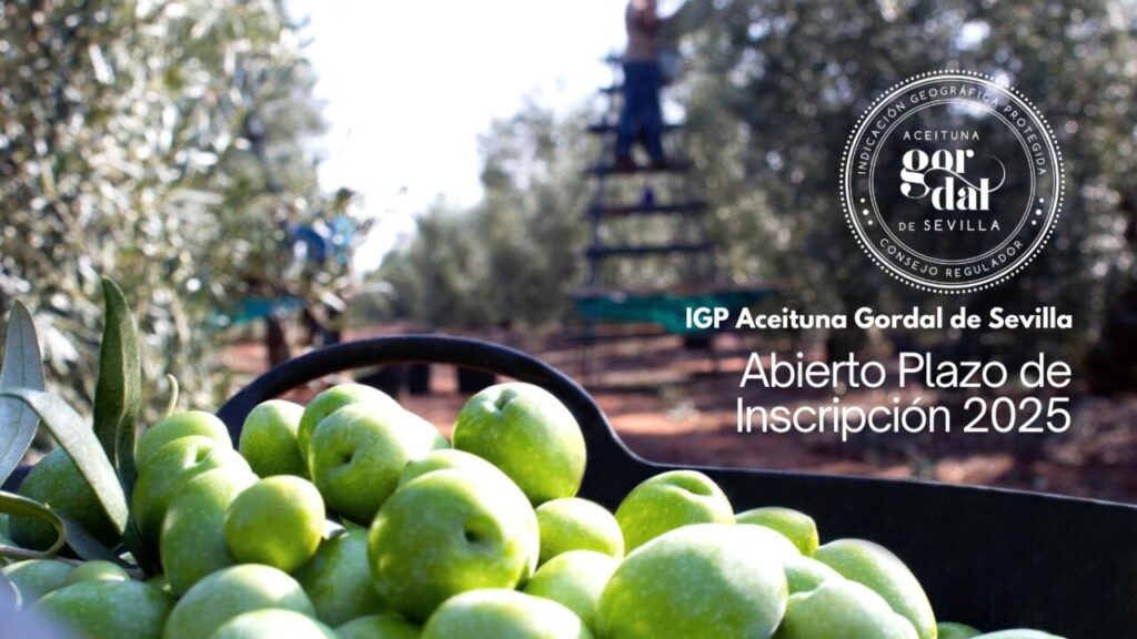 Abierto plazo de inscripción aceituna gordal feb 2025v2 (FILEminimizer)