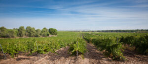 Viñedos propios Vinos Sanz (FILEminimizer)