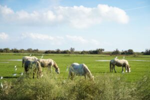 oAu3Vldg (FILEminimizer)