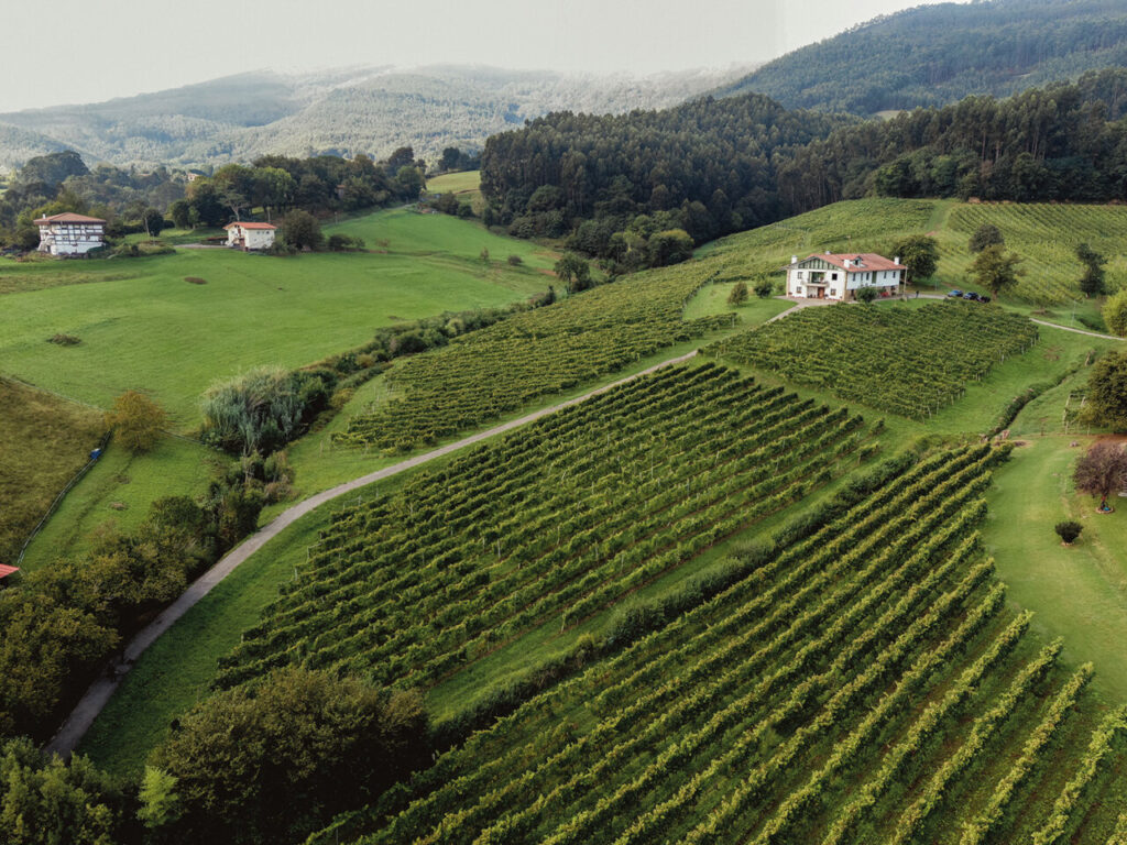 DO Bizkaiko Txakolina viñedos