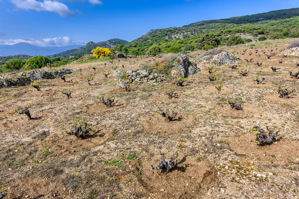 Viñedo - Lo imposible (FILEminimizer)