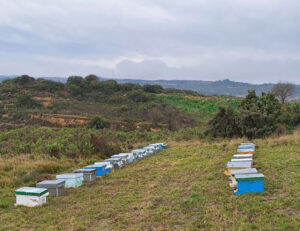 COLMENAS DE ABEJAS - BODEGAS MURUA (1) (FILEminimizer)