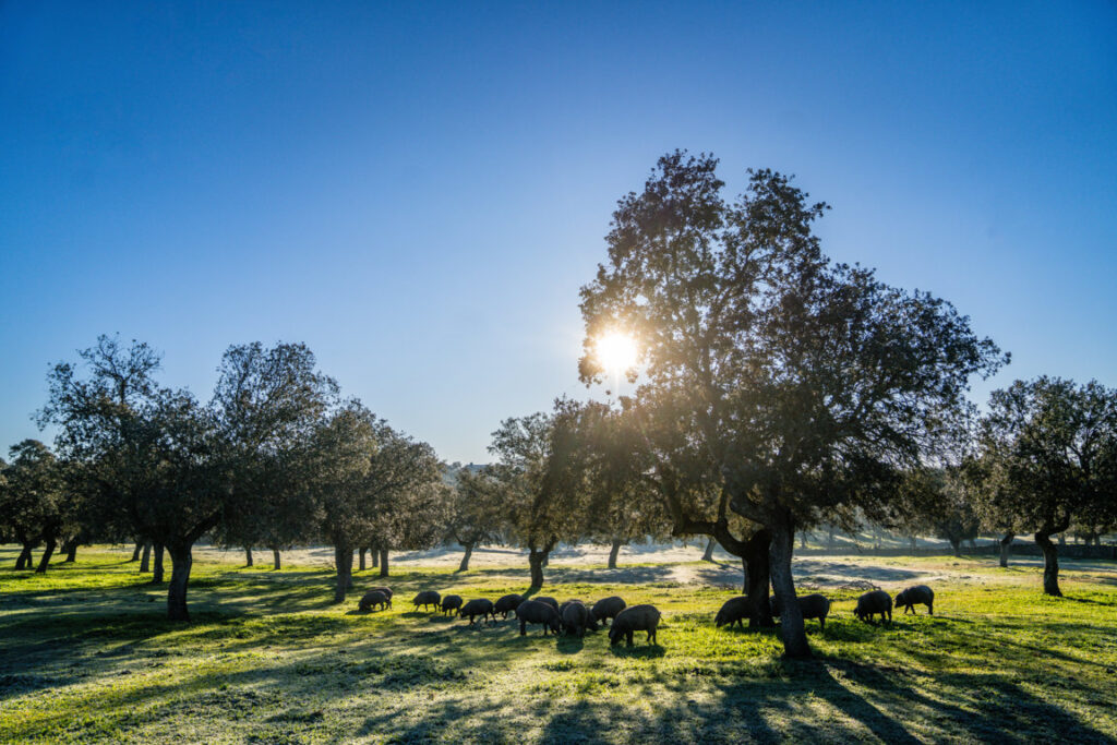Dehesa Montanera Alta Expresión (2) (FILEminimizer)