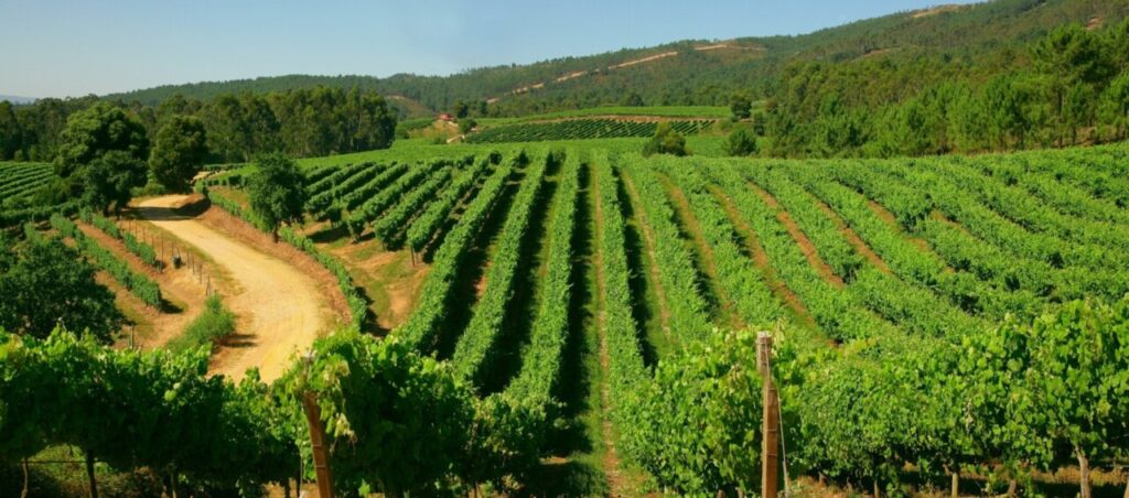 VIÑEDO TERRAS GAUDA (FILEminimizer)