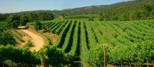 VIÑEDO TERRAS GAUDA (FILEminimizer)