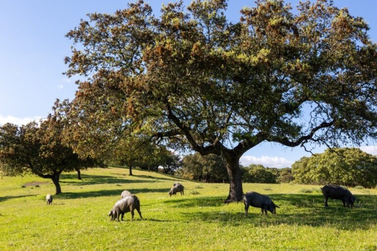 dehesa extremadura (FILEminimizer)