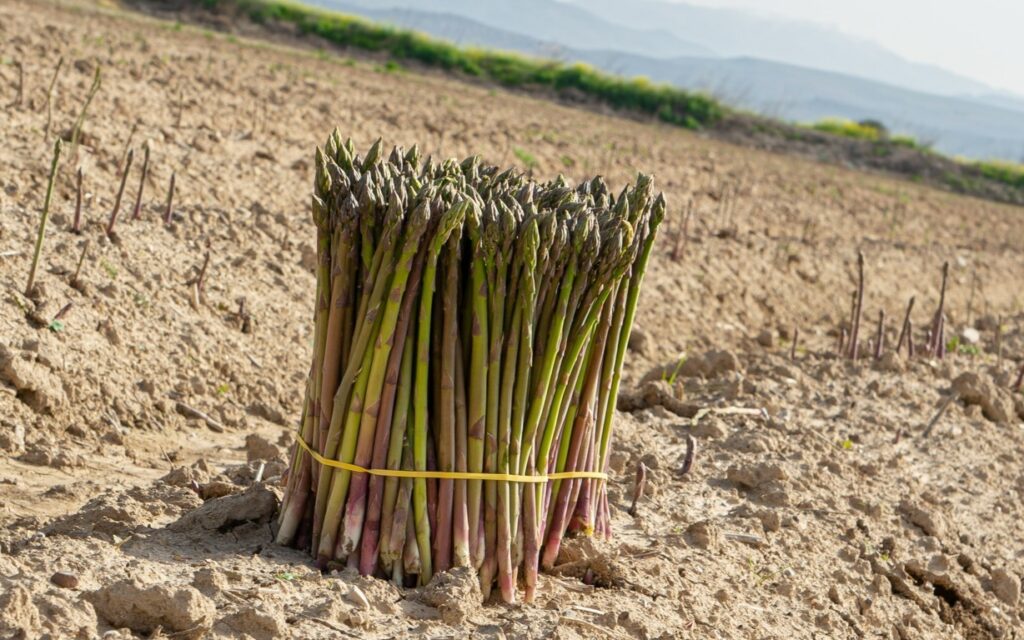 esparrago (FILEminimizer)