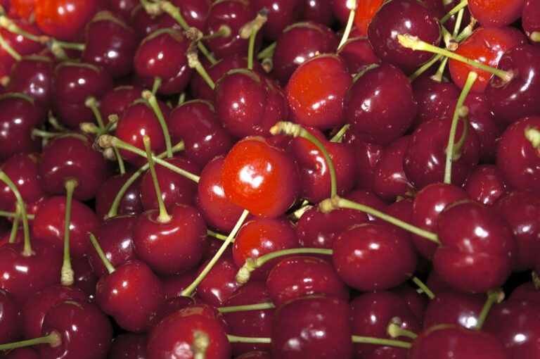Cereza Jerte (2) (FILEminimizer)
