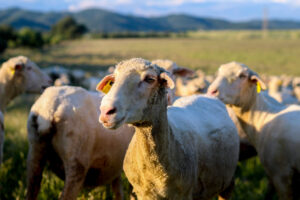 LAS-ALBAIDAS-PASTOREO-47 (FILEminimizer)