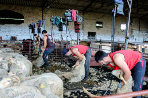 LAS-ALBAIDAS-esquila-4 (FILEminimizer)